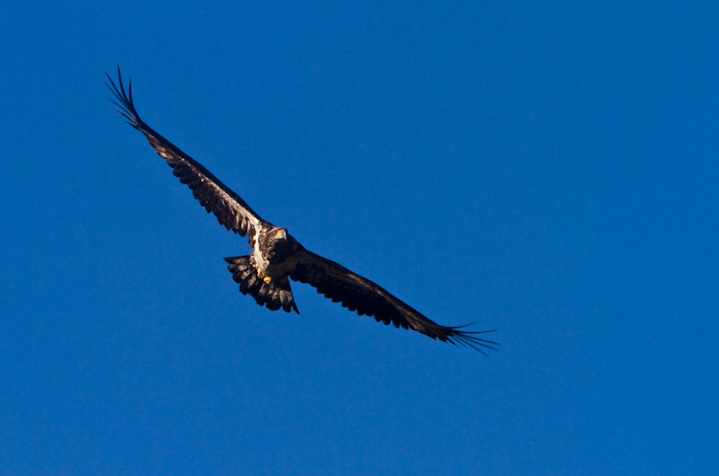 Bald Eagle In Flight